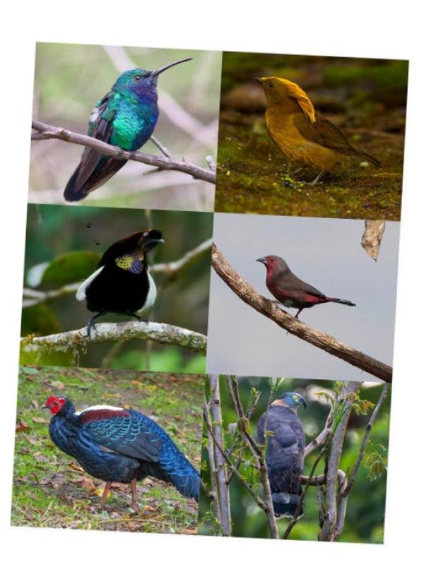 A grid of six colorful birds perched on branches or standing on the ground in six different habitats.