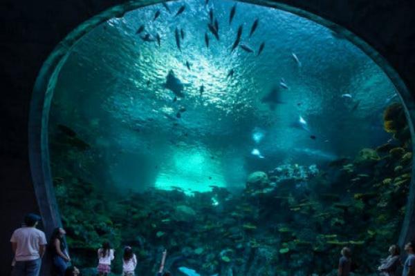 The Reef, inside the Seattle Aquarium’s Ocean Pavilion, a new immersive exhibit with a giant reef ecosystem.